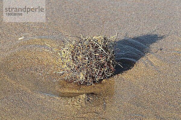 Tangle Ball  ein natürlich geformter Trümmerball am Strand  Gower Peninsula  West Glamorgan  Südwales  März