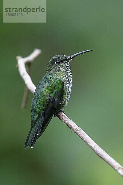 Erwachsener vielfarbiger Kolibri (Taphrospilus hypostictus)  erwachsen  auf dem Stengel sitzend  Wild Sumaco Lodge  Provinz Napo  Ecuador  Februar  Südamerika