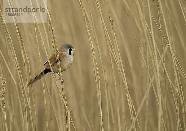 Bartmeise (Panurus biarmicus)  erwachsenes Männchen  auf einem Schilfrohrstamm sitzend  Norfolk  England  März