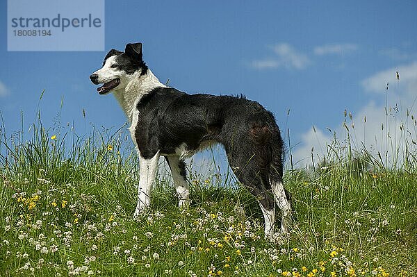 Haushund  Border Collie  arbeitender Schäferhund  erwachsen  keuchend  steht zwischen Wildblumen auf der Weide  Yorkshire  England  Juni