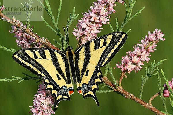 Südlicher Schwalbenschwanz (Papilio alexanor)  erwachsenes Männchen  ernährt sich von Blüten der Französischen Tamariske (Tamarix gallica)  Peloponesos  Griechenland  April  Europa