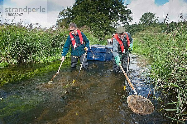 Naturschützer beim Netzen des Flusses während der Erhebung  River Wensum  Norfolk  England  September