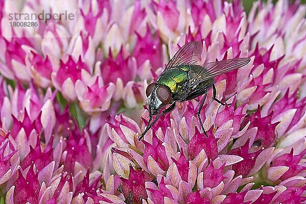 Grünflasche (Lucilia caesar) erwachsen  Vorderbeine reinigend  ruht auf Blüten der Eispflanze (Sedum sp.) im Garten  Warwickshire  England  September