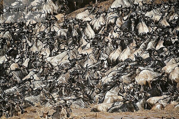 Östliche Weißbartgnu-Herde {Connochaetes taurinus} klettert nach Flussüberquerung ans Ufer. Masai Mara-Nationalreservat  Kenia  Afrika