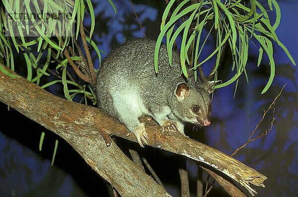 Gewöhnliches Pinselschwanz-Opossum (Trichosurus vulpecula) Nördliche Rasse (S)  HK008395  Australien  Ozeanien