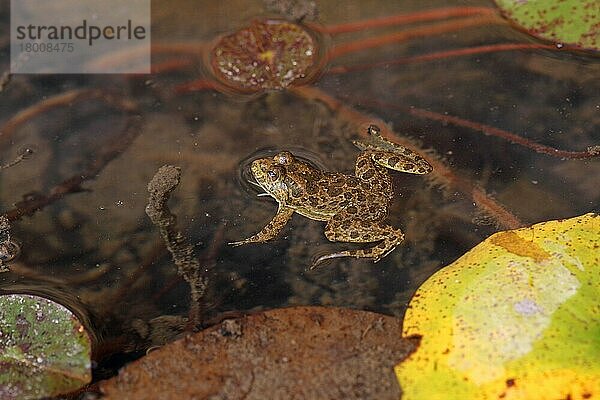 Skittering Frog (Euphlyctis cyanophlyctis) adult  rastet an der Wasseroberfläche  Tala  Madhya Pradesh  Indien  November  Asien