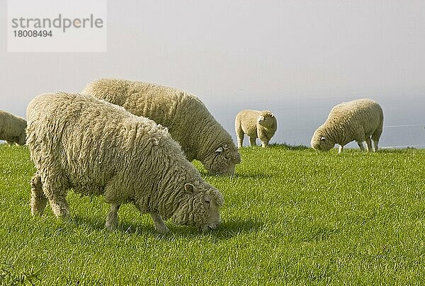 Hausschafe  Südliche Mutterschafe  weiden auf Küstenweiden  Ringstead  Dorset  England  Mai