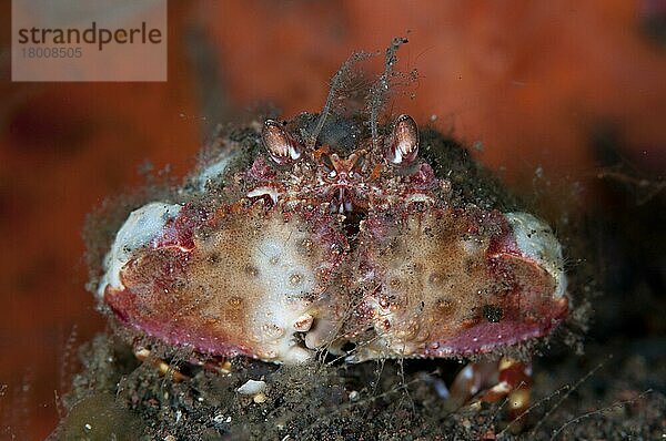 Erwachsener Zweihorn-Büchsenkrebs (Calappa bicornis)  auf schwarzem Sand ruhend  Seraya  Bali  Kleine Sunda-Inseln  Indonesien  Dezember  Asien