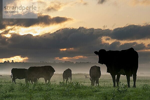 Hausrinder  Stier  Kühe und Kälber  Herde  die sich bei Sonnenaufgang als Silhouette an der Küste weidend im Marschland abzeichnet  Elmley Marshes N. N. R. North Kent Marshes  Isle of Sheppey  Kent  England  Juni