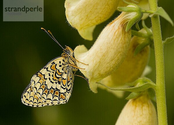 Provenzalischer Scheckenfalter (Mellicta deione)  erwachsenes Weibchen  ruhend auf Großem Gelben Fingerhut (Digitalis grandiflora)  Ecrins N. P. Alpen  Frankreich  Europa