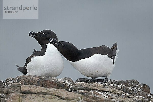 Tordal (Alca torda) erwachsenes Paar  Brutgefieder  gegenseitige Pracht  Northumberland  England  Mai