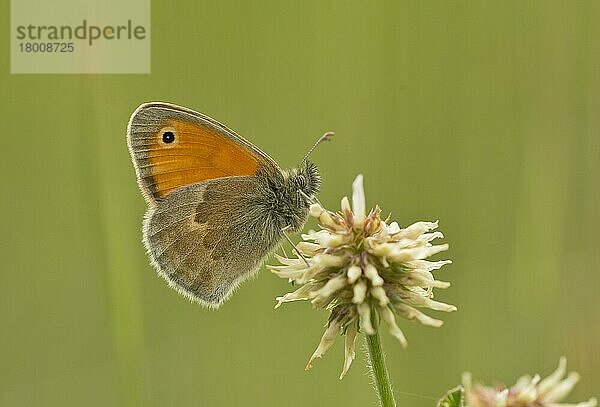 Kleine Heide (Coenonympha pamphilus) adult  auf Blüte (Trifolium repens) des Weissklees ruhend  Alpen  Frankreich  Juni  Europa