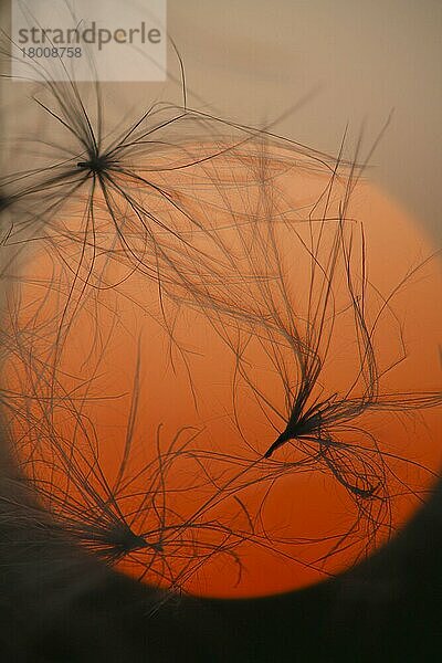 Ackerkratzdistel (Cirsium arvense) Nahaufnahme von Samen und Daunen  Silhouette bei Sonnenuntergang  Powys  Wales  September