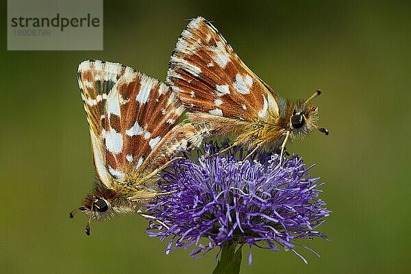 Roter Unterwasserschiffer (Spialia sertorius) erwachsenes Paar  Paarung auf Globularia (Globularia) Blume  Causse de Gramat  Zentralmassiv  Lot  Frankreich  Mai  Europa