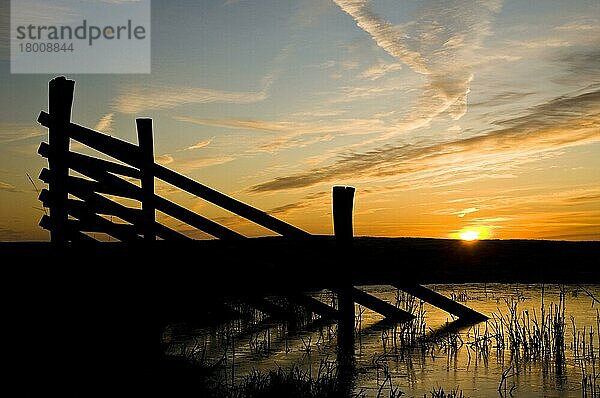 Umzäunung im Lebensraum Marschland bei Sonnenaufgang  Elmley National Nature Reserve  North Kent Marshes  Isle of Sheppey  Kent  England  Dezember