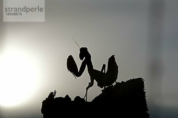 Europäische Gottesanbeterin  Europäische Gottesanbeterinnen (Mantis religiosa)  Gottesanbeterin  Gottesanbeterinnen  Tiere  Andere Tiere  Insekten  Fangschrecken  European Praying Mantis