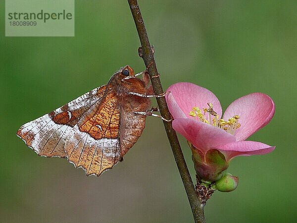 Purpurdornspinner (Selenia tetralunaria) erwachsenes Männchen  ruhend auf einem Zweig der Japanischen Quitte (Chaenomeles spec.) mit Blüte im Garten  Cannobina-Tal  Italienische Alpen  Italien  März  Europa