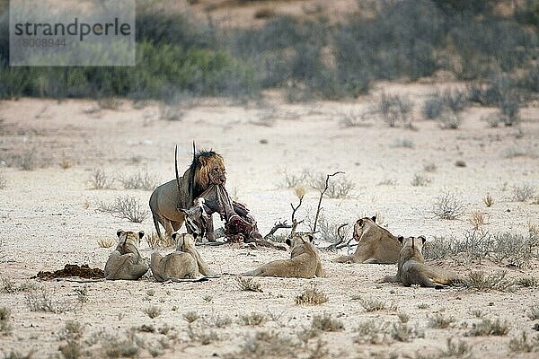 Transvaal-Löwe (Panthera leo krugeri)  erwachsener Löwe  männlich  nimmt den Kadaver eines Gemsbocks von fünf erwachsenen Weibchen  Kalahari Gemsbok (Oryx gazella) N. P. Kgalagadi Transfrontier Park  Nordkap  Südafrika