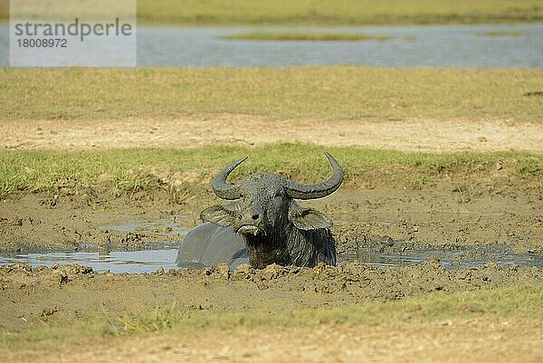 Wildwasserbüffel (Bubalus arnee)  erwachsen  schwelgt im Schlamm  Yala N. P. Sri Lanka  März