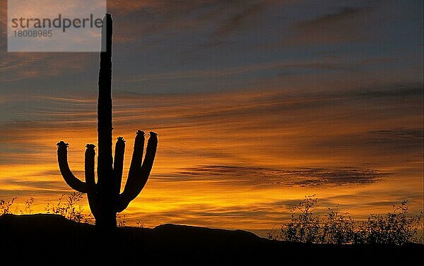 (Carnegiea gigantea) giganteus  Saguarokaktus (Cereus)  Kakteengewächse  Sagauro Cactus At sunrise  Arizona