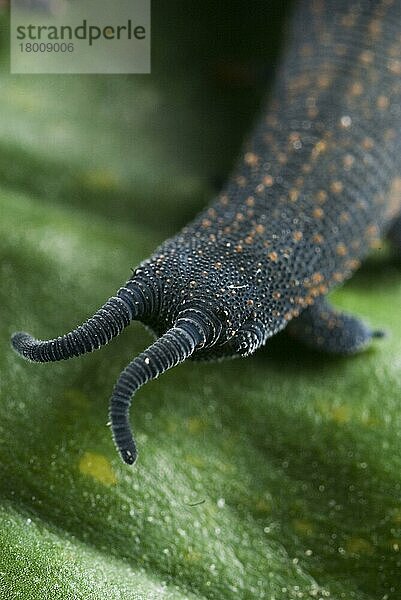 Neuseeländischer Samtwurm (Peripatoides novaezealandiae) adult  Frontalansicht der Augen und Fühler  Neuseeland  Ozeanien