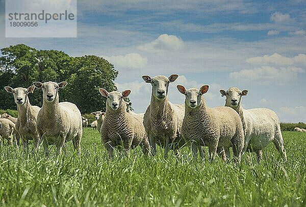 Hausschafe  Haustiere  Huftiere  Nutztiere  Paarhufer  Säugetiere  Tiere  Domestic Sheep  Aberfield x New Zealand Romney ewes with Abermax lambs  flock standing in pasture  Staffordshire  England  June