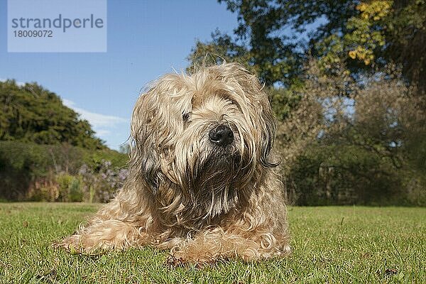 Haushund  Weizen-Terrier mit weichem Fell  erwachsen  auf Gras im Garten liegend  England  Oktober