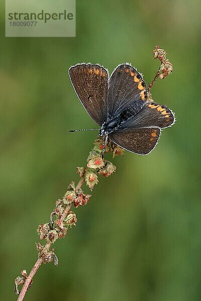 Amanda's Blue (Agrodiaetus amanda)  erwachsenes Weibchen  ruhend auf Sheep's Sorrel (Rumex acetosella)  Lesbos  Griechenland  Mai  Europa