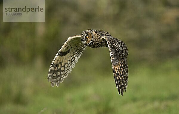 Waldohreule (Asio otus) erwachsen  auf der Flucht  England  August (in Gefangenschaft)