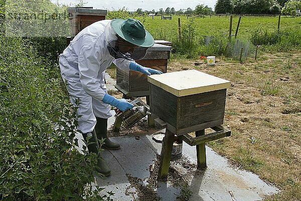 Mit Hilfe eines Rauchers am Eingang des Bienenstocks zum Brutkasten  um die Honigbienen zu beruhigen  werden Holzspäne und Papier verwendet  um den Rauch zu erzeugen