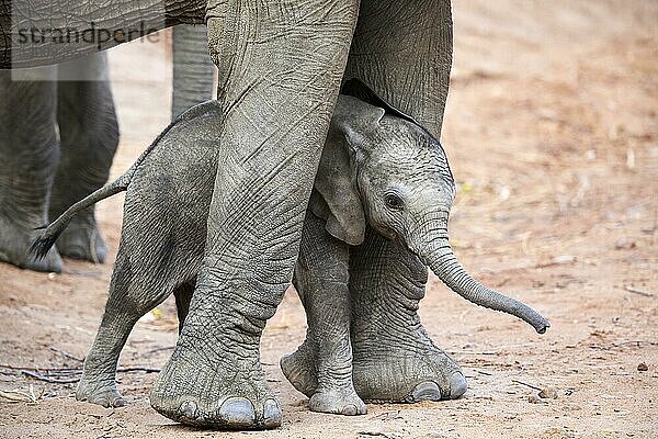 Afrikanische Elefanten (Loxodonta africana)  sehr junges Elefantenkalb steht zum Schutz zwischen den Beinen seiner Mutter  South Luangwa National Park  Sambia  Afrika