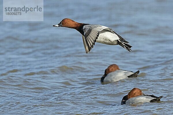 Kolbenente (Aythya ferina)  erwachsenes Männchen  im Flug  Landung auf dem Wasser in der Nähe von rastenden Männchen  Gloucestershire  England  Februar