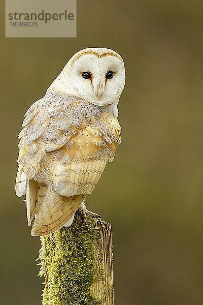 Schleiereule (Tyto Alba)  Erwachsener  auf dem Posten sitzend  South Norfolk  Großbritannien Februar