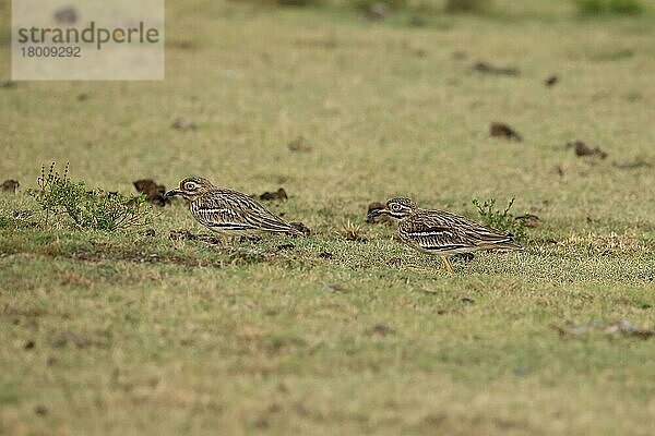 Indischer Steinbrachvogel (Burhinus indicus)  erwachsenes Paar  auf Gras sitzend  Sri Lanka  Februar  Asien