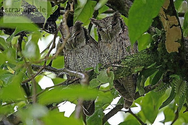 Tropische Kreischeule (Megascops choliba luctisonus)  erwachsenes Paar  bei Regen auf einem Ast sitzend  El Valle  Panama  Oktober  Mittelamerika