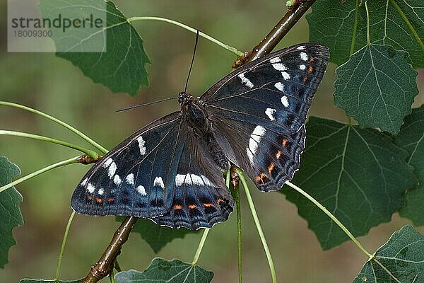 Pappel Admiral (Limenitis populi) erwachsenes Männchen  auf den Blättern der Europäischen Aspe (Populus tremula) ruhend  Nahrungspflanze der Larven  Italienische Alpen  Italien  Juli  Europa