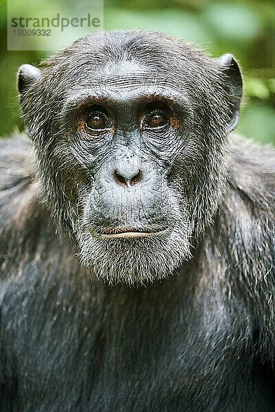 Schimpanse (Pan troglodytes schweinfurthii) Porträt  Männchen  Kibale-Nationalpark  Uganda  Afrika
