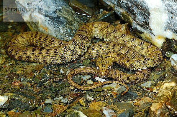 Natrix tesselata  Würfelnatter (Natrix tessellata)  Würfelnattern  Andere Tiere  Reptilien  Schlangen  Tiere  Dice Snake adult  in shallow water of rocky stream  Italy  july