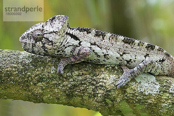 Warzenchamäleon (Furcifer verrucosus) erwachsen  auf einem Ast ruhend  Madagaskar  Afrika