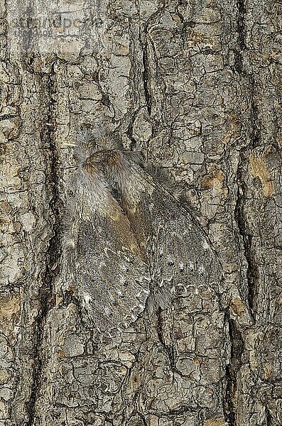 Buchen-Zahnspinner (Stauropus fagi)  Insekten  Motten  Schmetterlinge  Tiere  Andere Tiere  Lobster Moth adult  camouflaged on tree trunk  Oxfordshire  England  Großbritannien  Europa