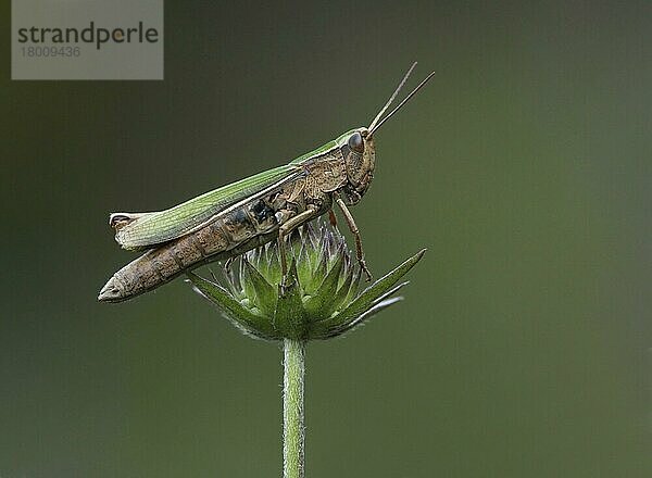 Kleiner Sumpfschreckenheuschrecke (Chorthippus albomarginatus)  erwachsen  ruhend auf Devil's Bit Scabious  Leicestershire  England  Großbritannien  Europa