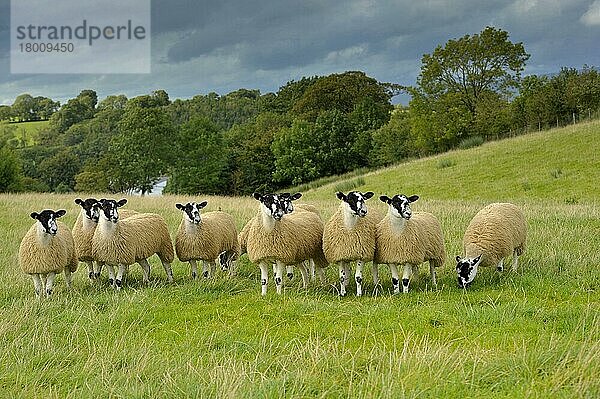 Hausschafe  gekreuzte Maultierschaflämmer  auf der Weide stehende Herde  bereit zum Verkauf  England  September