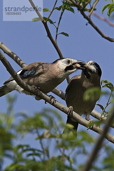 Syrieneichelhäher  Rabenvögel  Singvögel  Tiere  Vögel  Middle east Jay's courtship feeding
