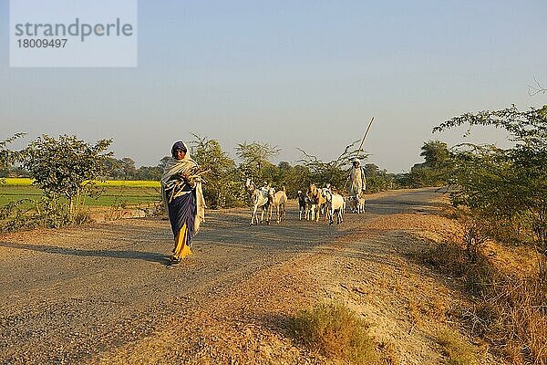 Hausziege  Herde  auf der Straße mit Hirte und Frau  die Brennholz tragen  in der Nähe von Bharatpur  Rajasthan  Indien  Dezember  Asien