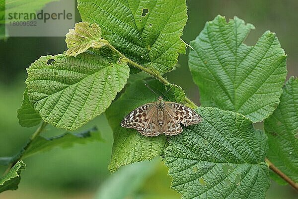 Silber gewaschener Scheckenfalter (Argynnis paphia valezina)  erwachsen  auf Haselblatt ruhend  Bretagne  Frankreich  August  Europa