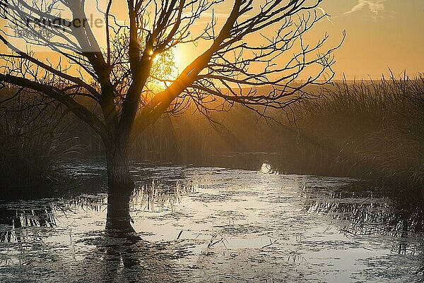 Baum im Teich als Silhouette bei Sonnenaufgang  Elmley N.N.R.  Isle of Sheppey  Kent  England  Oktober