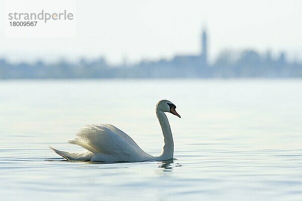 Höckerschwan schwimmt auf dem Bodensee  mit unscharfer Silhouette der Stadt Romanshorn im Hintergrund  Kanton Thurgau  Schweiz  Europa