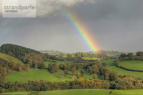 Regenbogen und Sturmwolken über Ackerland mit Schafen auf der Weide  in der Nähe von Tregynon  Powys  Wales  November