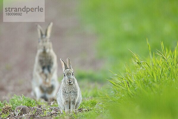 Europäisches Kaninchen (Oryctolagus cuniculus) jung  neben dem Kropf am Rande eines Ackerfeldes sitzend  mit dem Erwachsenen im Hintergrund  Berwickshire  Scottish Borders  Schottland  Mai