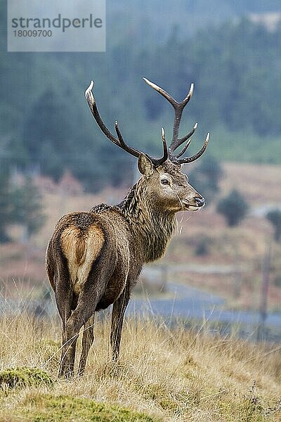 Rothirsch  Rothirsche  Hirsche  Huftiere  Paarhufer  Säugetiere  Tiere  An 8 point Red Deer Stag on the Isle of Jura Scotland